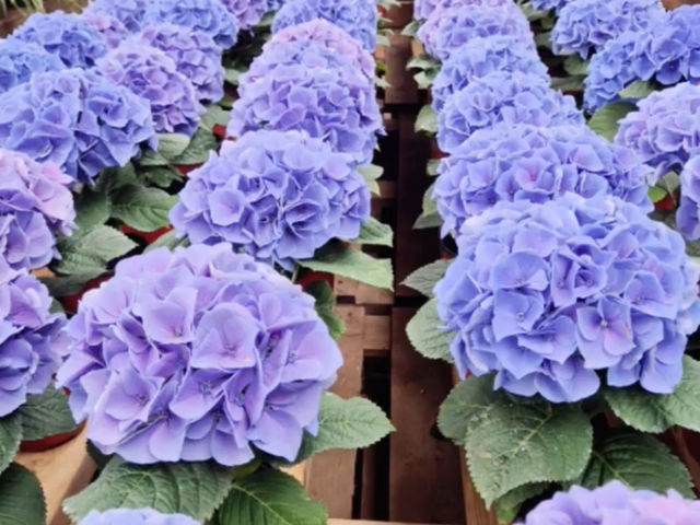 The flowers season in Jeju- Boromwat Seogwipo