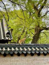 날 좋은 날 전주 한옥마을 산책