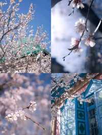 Haitang Road: Ili’s Blossoming Spring Secret