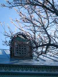 Haitang Road: Ili’s Blossoming Spring Secret