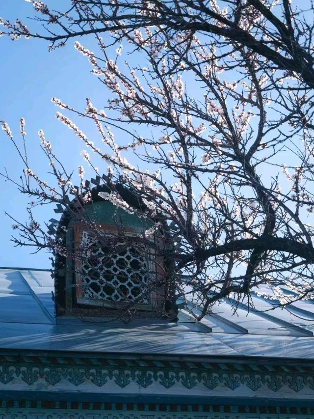 Haitang Road: Ili’s Blossoming Spring Secret
