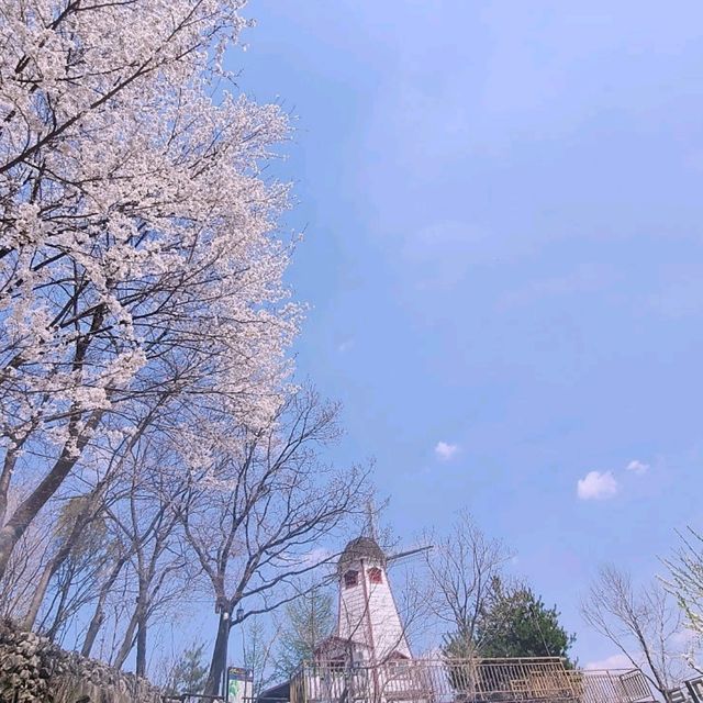 태백봄🩷 황부자며느리공원산책