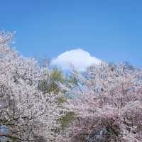 Sakura Reflections in Ouchi-juku: Edo-Era Nostalgia in Bloom
