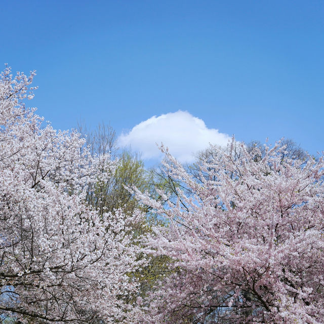 Sakura Reflections in Ouchi-juku: Edo-Era Nostalgia in Bloom
