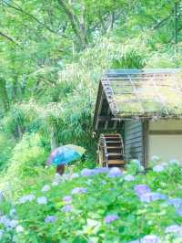 【府中】まだあまり知られていないアナベルの絶景スポット