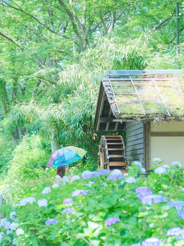 【府中】まだあまり知られていないアナベルの絶景スポット
