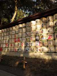 【明治神宮】都会の真ん中で、心が洗われる森へ🌿⛩️