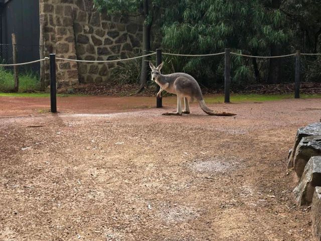 Healesville Sanctuary – VIC