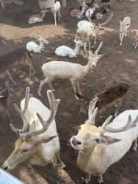 北碧府野生動物園