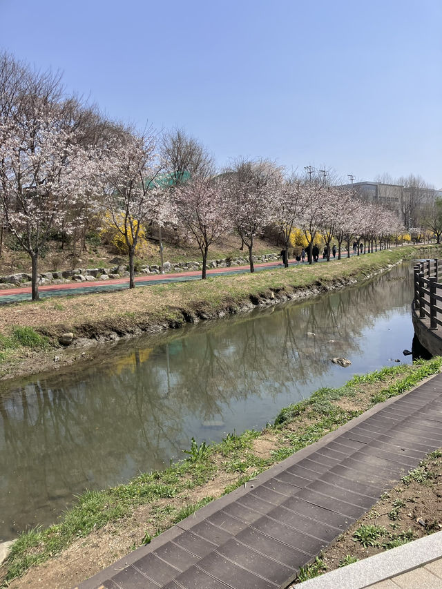🌸벚꽃 따라 걷는 봄의 하루, 올림픽공원 송파둘레길과 성내천