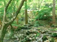 【佐賀】京都じゃないんです！緑のリフレクション🌳