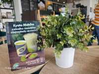 ☕ รีวิว: Shell Café บางแสน คาเฟ่ในปั๊มที่ไม่ธรรมดา