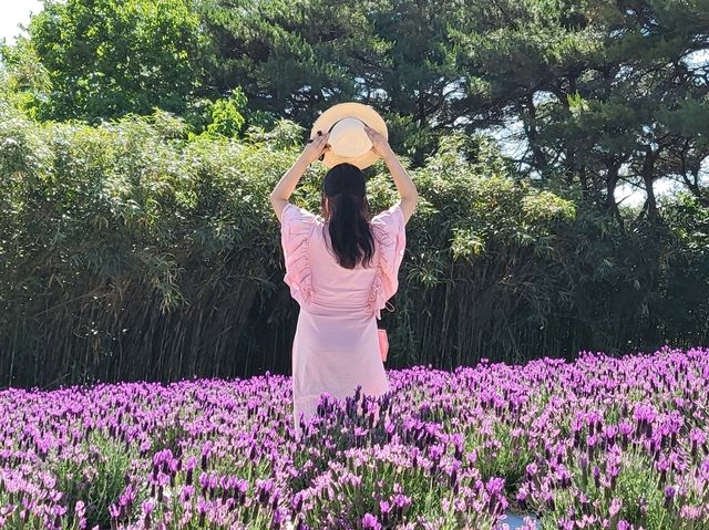 고창 라벤다 축제  유럽마을 사진스팟 소개