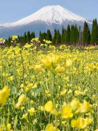 【山中湖 花の都公園で花と富士山に包まれる絶景旅🌸🗻】四季の彩りと癒しの時間を満喫✨