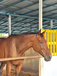 Gallop Into Serenity: Discover the Magic of 3S Equestrian Cyberjaya 🐎🌿