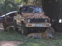 Safari Park Kanchanaburi | ซาฟารีปาร์ค กาญจนบุรี