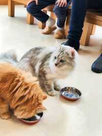 Harajuku Cat cafe that boosts your mood!