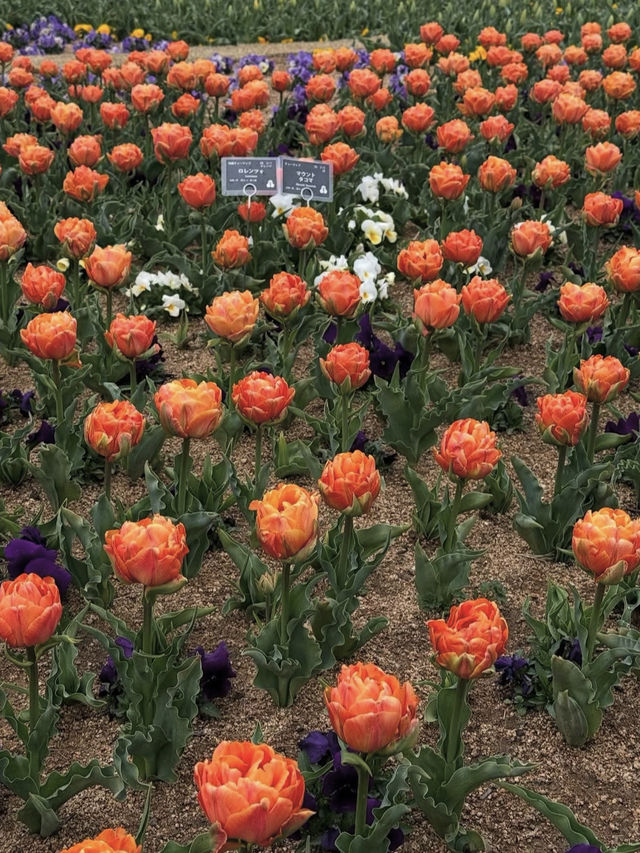 【国営明石海峡公園】海と花とアートが融合する、淡路島の癒しパーク旅🌼🎨