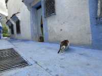【シャウエン（Chefchaouen）は“猫の国”｜青い迷路でのんびり佇む癒しの相棒たち】