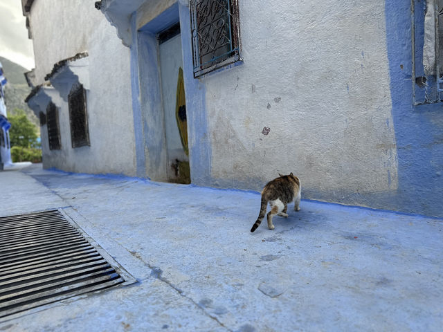 【シャウエン（Chefchaouen）は“猫の国”｜青い迷路でのんびり佇む癒しの相棒たち】
