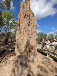 達爾文 🧭走進「白蟻墓園」：Magnetic & Cathedral Termite Mounds