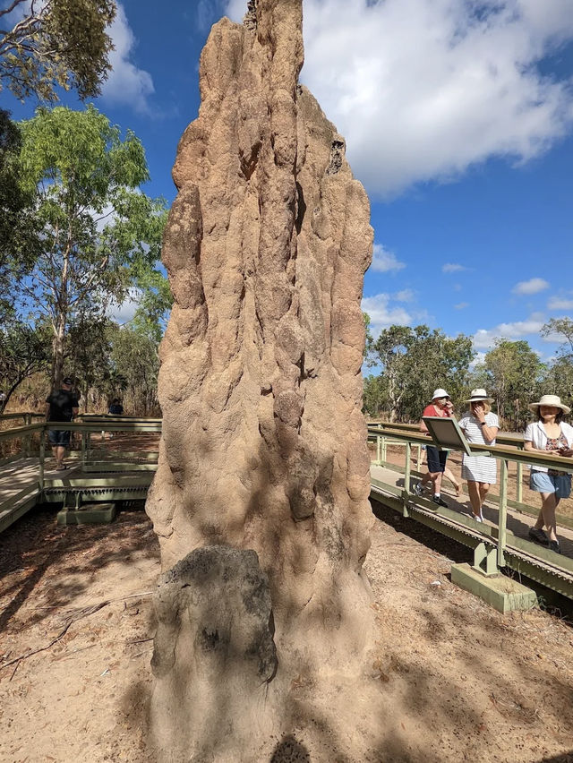 達爾文 🧭走進「白蟻墓園」：Magnetic & Cathedral Termite Mounds
