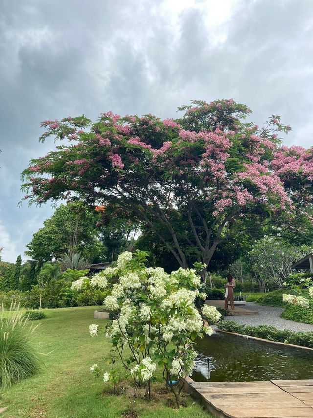 BU-CO-LIC khao yai