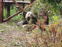 🎋【成都｜大熊貓基地】🐼 熊貓控的天堂 × 私人導覽超值推薦 × 捐款還送限量熊貓娃娃！