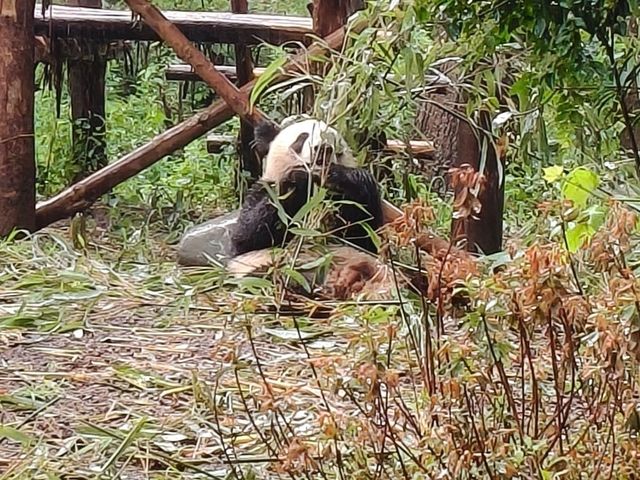 🎋【成都｜大熊貓基地】🐼 熊貓控的天堂 × 私人導覽超值推薦 × 捐款還送限量熊貓娃娃！