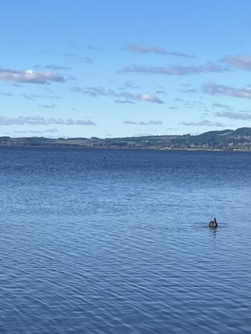 💙🦢 New Zealand’s Lake Days – Where the Sky Meets the Water