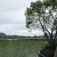 台東池上伯朗大道