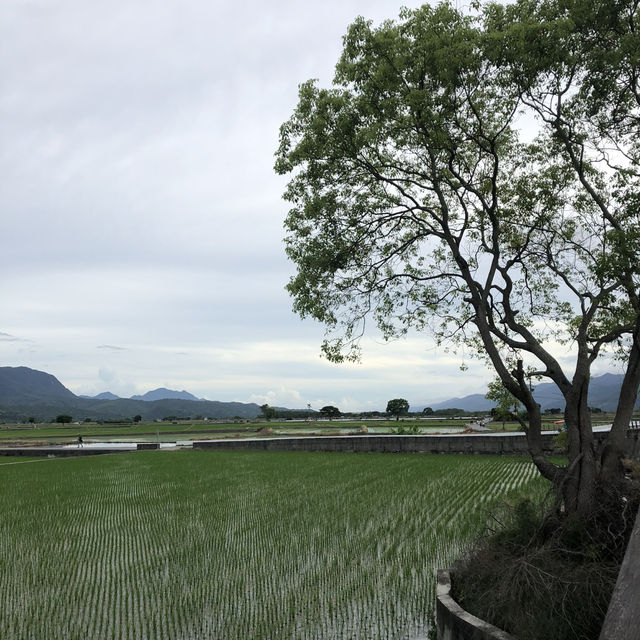 台東池上伯朗大道
