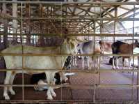 🐐 Goat Encounters & Fresh Milk Delights at Hay Dairies!