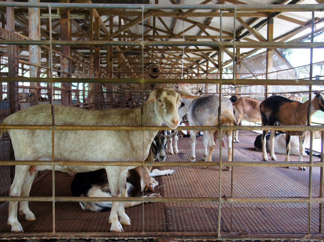 🐐 Goat Encounters & Fresh Milk Delights at Hay Dairies!