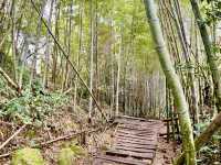 雲嘉連峰縱走巡禮～看茶園賞雲海及鐵道