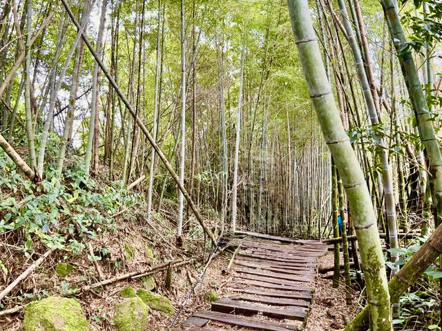 雲嘉連峰縱走巡禮～看茶園賞雲海及鐵道