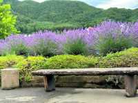 Flower Views and Fuji Skies – Oishi Park, Kawaguchiko