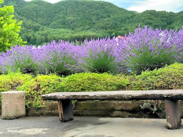 Flower Views and Fuji Skies – Oishi Park, Kawaguchiko