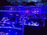 水族館裡的小確幸