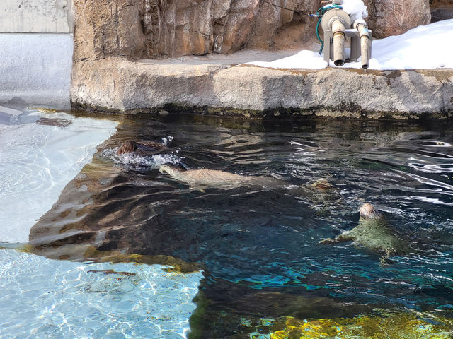 跟著企鵝走！北海道高人氣旭山動物園雪季巡禮