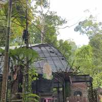Forest Vibes & Highest-Perched Coffee – My Visit to Kopi Hutan, Penang