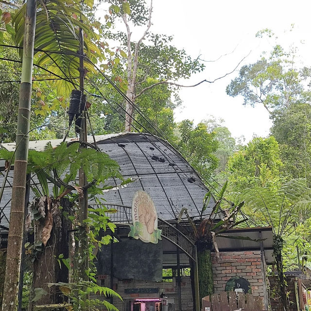 Forest Vibes & Highest-Perched Coffee – My Visit to Kopi Hutan, Penang