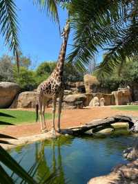 You Gotta See Bioparc Valencia, It’s Wild in the Best Way