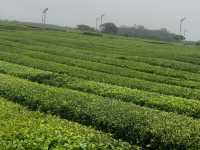 Green Tea Bliss at Ossuloc Tea Museum, Jeju