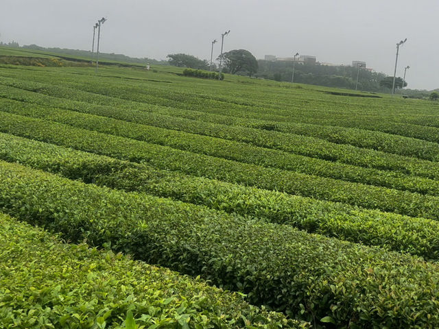 Green Tea Bliss at Ossuloc Tea Museum, Jeju