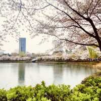 Solo Serenity at Seokchon Lake: Seoul’s Cherry Blossom Paradise** 🌸🚶♀️   