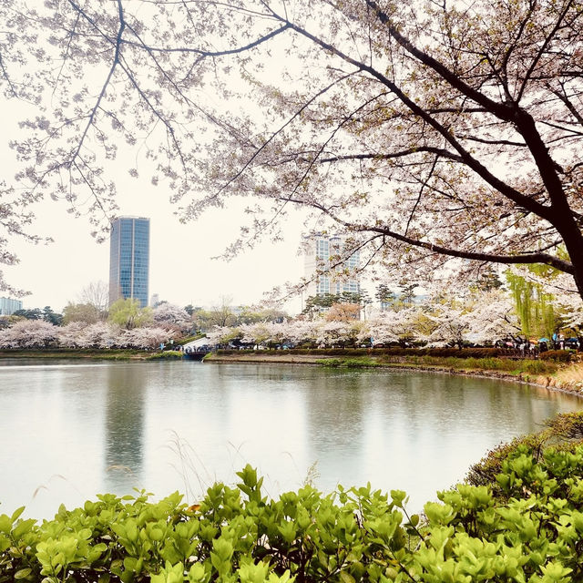 Solo Serenity at Seokchon Lake: Seoul’s Cherry Blossom Paradise** 🌸🚶♀️   
