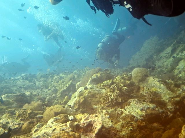 Guess who I met 15 meters down? 🐢