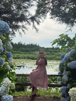 Fairy-tale-like Hydrangea Spot in Jeju