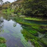 Te Waihou Walkway – New Zealand’s Hidden Gem of Crystal Waters 